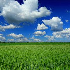 Obraz premium Wheat field against a blue sky