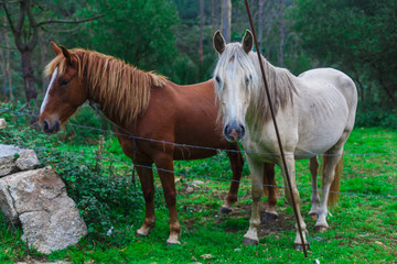 Two beautiful horses