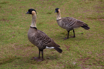 Nene