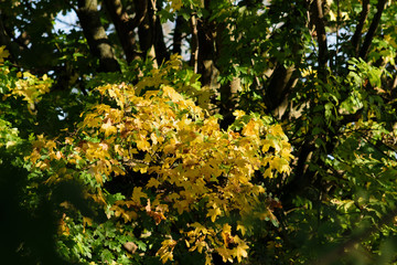 Goldene Ahornblätter im Herbst