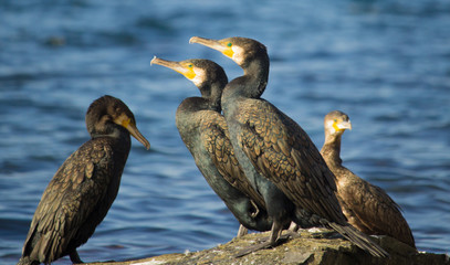 Black Cormorant