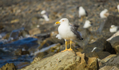 Seagull on stone
