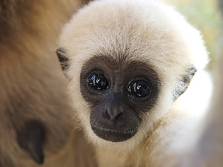 A baby lar gibbon ape, Hylobates lar. has switched off from sucking his mother and is looking at...