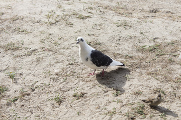 Close up of Pigeon bird standing on sand in nature.