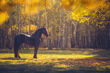 Big black Friesian horse in the autumn forest among the yellow trees