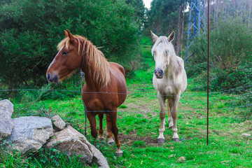 Two beautiful horses