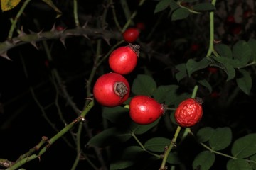 Obraz premium Bacche rosa canina