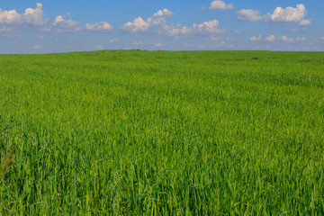 Fresh green field of juvenille grain and tree