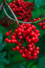 Guelder-Rose(Viburnum opulus) fruits close-up