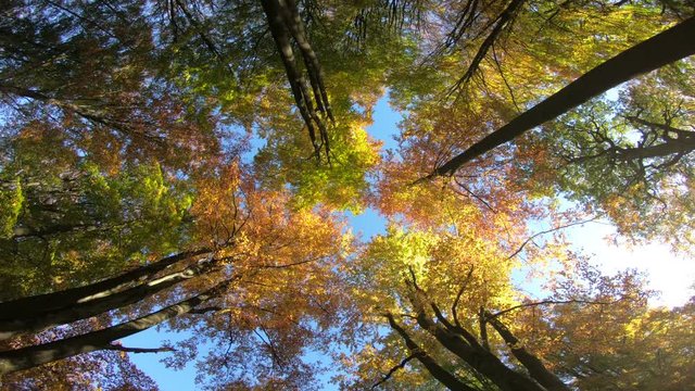 Laubwald mit Herbstfärbung, bunte Blätter, Rotation, Drehung, indian summer, Wald, 