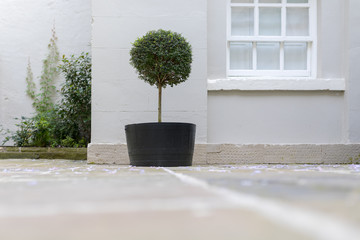 Topiary garden tree in a pot with decorative pebble base standing in an English stately home courtyard in the UK