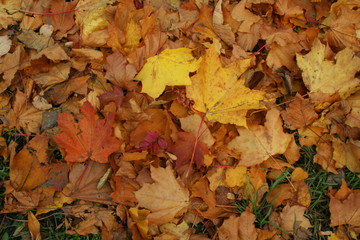 Autumn leaves