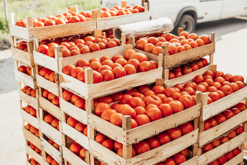 Crates Of Tomato. Packing products for export.