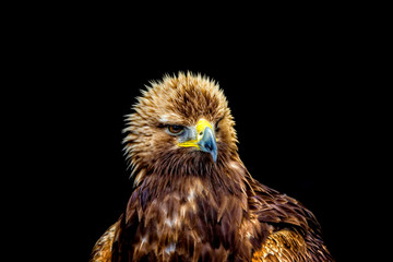Golden Eagle head shot