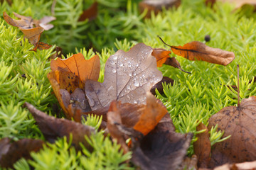 Fallen oak leaves with water drops on green succulent background