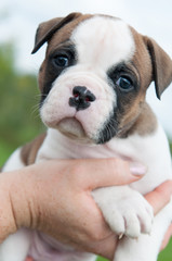 Funny American Bulldog puppy on hands