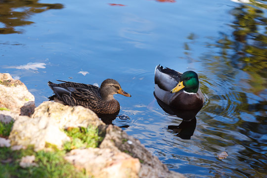 Male and female mallard ducks in the water
