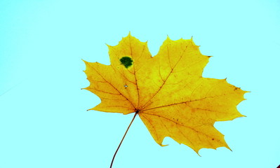 Autumn leaf maple