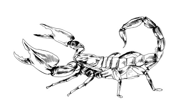 striker Scorpion with a poisonous sting drawn in ink by hand on a white background tattoo