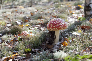 muchomory czerwone w jesiennym słońcu