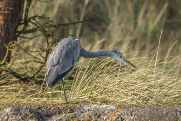 graureiher
