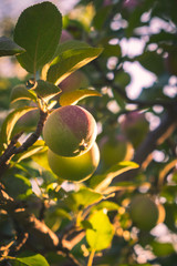 Apple farm