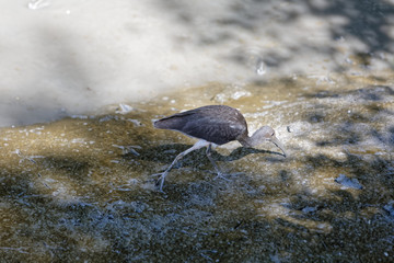 limicole de la famille Scolopacidés, le courlis corlieu à la recherche de nourriture dans les...