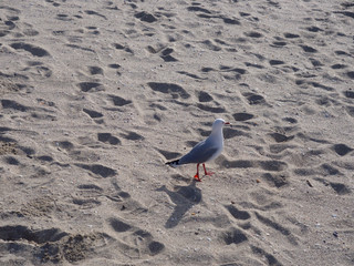 Seagull On The Beach