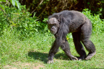 Baboon Walking in Kenya