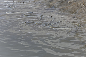 Poissons gros yeux regroupés sur les rives de la rivière Kourou en Guyane française