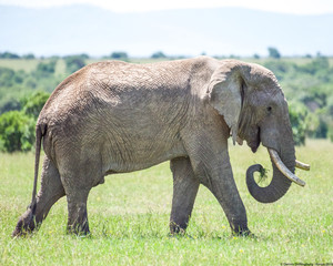 Fototapeta premium Bull Elephant Kenya