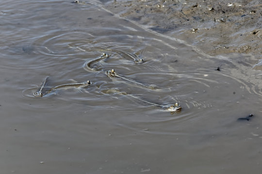 Anableps anableps ou poisson gros yeux sur les rives de la Rivi&egrave;re au vieux port de Kourou en Guyane fran&ccedil;aise