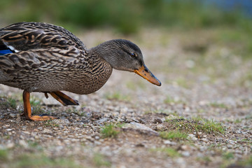 Stockente auf Futtersuche