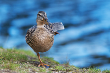 Stockente auf einem Bein