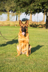 Berger allemand
