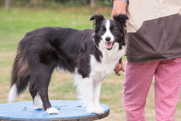 border collie