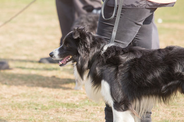 border collie