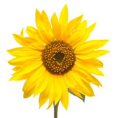 Flower of sunflower isolated on white background. Seeds and oil. Flat lay, top view