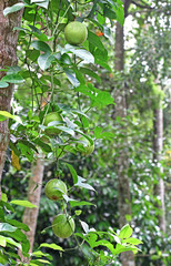 Ripening passion fruits (Passiflora) hanging from vine in a vegetable garden in Kerala, India