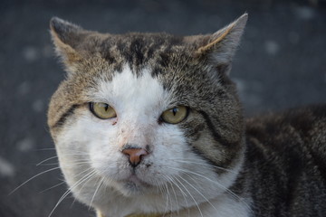 Домашние животные (Кошки)