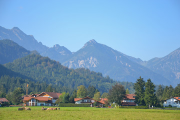 Fototapeta na wymiar Mountains, houses and cattle in Hohenschwangau village, an urban district of the municipality of Schwangau, Ostallgäu district, Bavaria, Germany