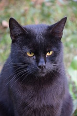 Домашние животные (Кошки)