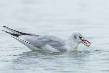 Möwen im meer