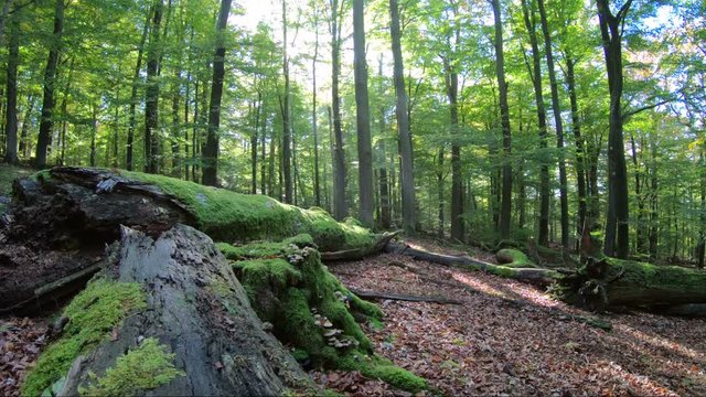 Laubwald im Herbst, Totholz, Buchen, Eichen, Sonnenstrahlen, Laubbl&auml;tter, Laubb&auml;ume, Verg&auml;nglichkeit, Spessart, 4K
