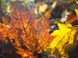 The sun passes through the autumn leaves.
