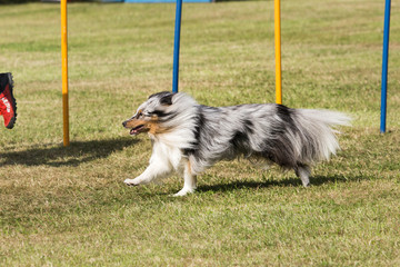 Border collie en agility - Belgium