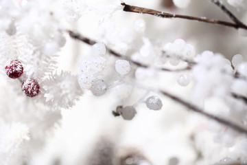 Christmas holly berry isolated close up