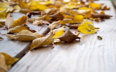 Fallen autumn leaves lie pale in the garden