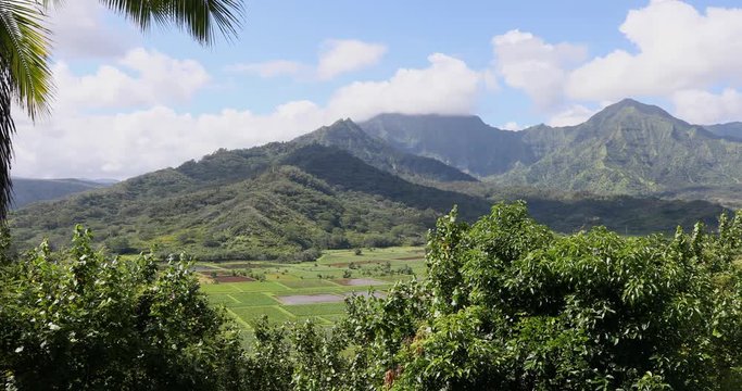 Hanalei National Wildlife Refuge taro farms Kauai Hawaii. Rain forest environment and landscape. River and stream with waterfalls. Beautiful green landscape and nature. Economy is tourism.