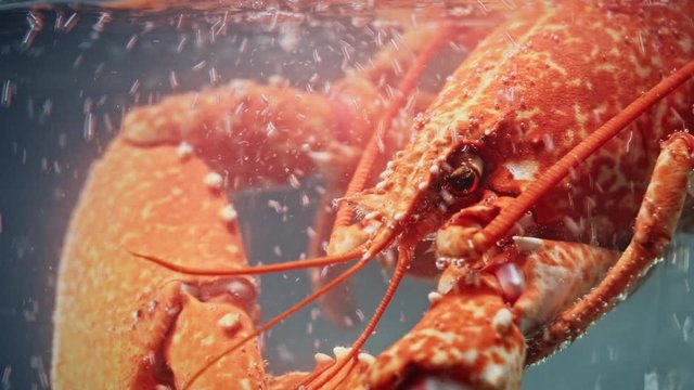 4k Water Boiling in Glass Pot with Lobster